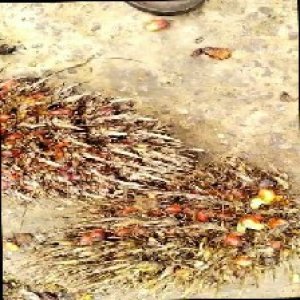 overripe_train (1163).jpg