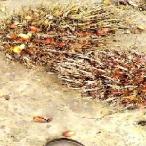 overripe_train (1164).jpg