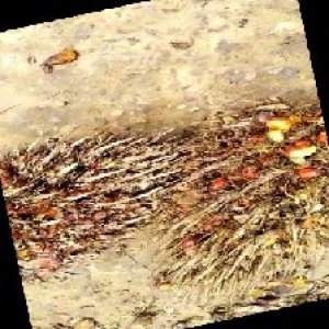 overripe_train (1165).jpg