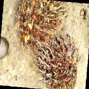 overripe_train (1167).jpg