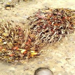 overripe_train (1168).jpg