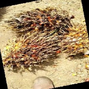 overripe_train (1169).jpg