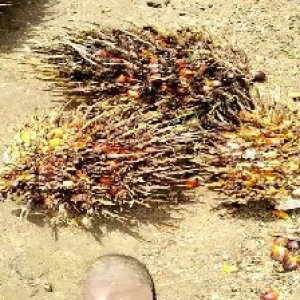 overripe_train (1170).jpg