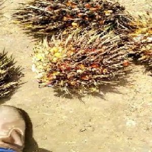 overripe_train (1171).jpg