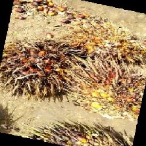 overripe_train (1176).jpg