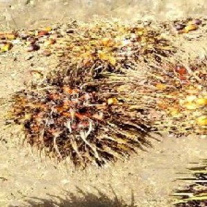 overripe_train (1178).jpg