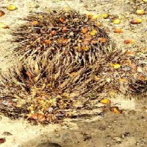 overripe_train (1189).jpg