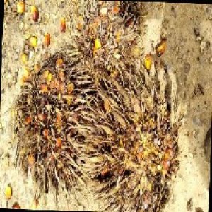 overripe_train (1190).jpg