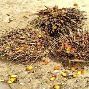 overripe_train (1194).jpg