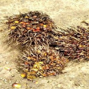 overripe_train (1196).jpg