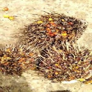 overripe_train (1197).jpg