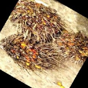 overripe_train (1198).jpg