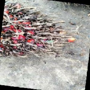 overripe_train (12).jpg