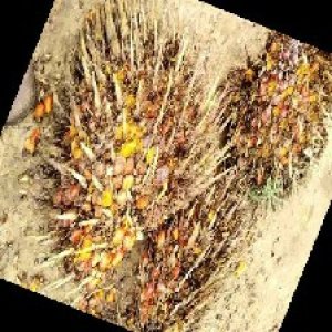 overripe_train (1204).jpg