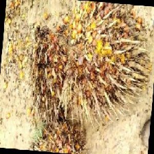 overripe_train (1206).jpg