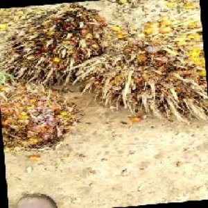 overripe_train (1207).jpg