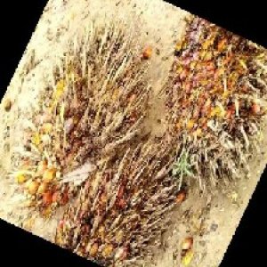 overripe_train (1209).jpg