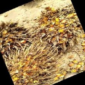 overripe_train (1214).jpg