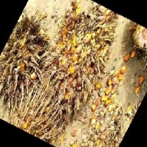 overripe_train (1215).jpg