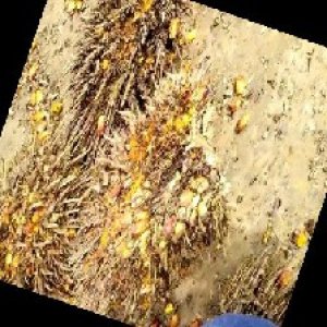 overripe_train (1217).jpg