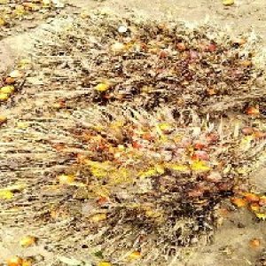 overripe_train (1219).jpg