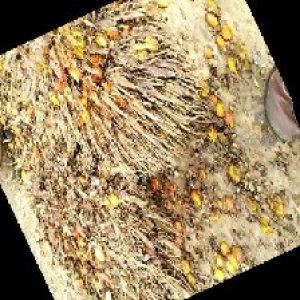 overripe_train (1223).jpg