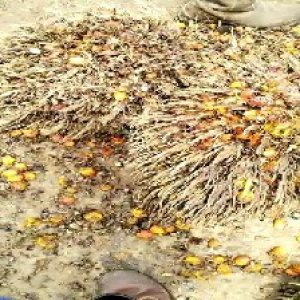 overripe_train (1224).jpg