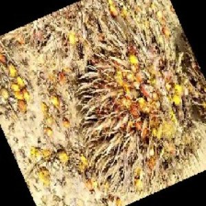 overripe_train (1225).jpg