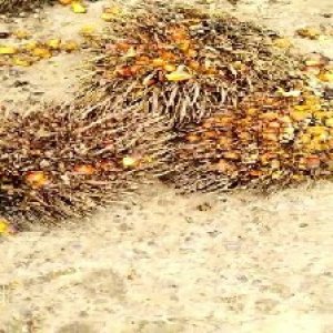 overripe_train (1229).jpg