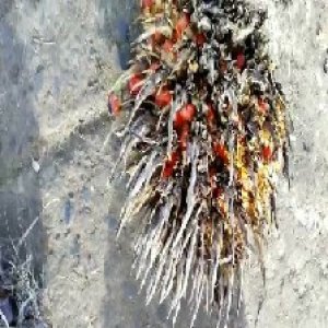 overripe_train (123).jpg