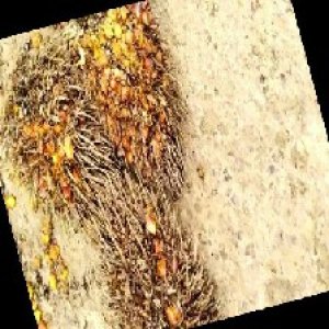 overripe_train (1231).jpg