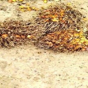 overripe_train (1232).jpg