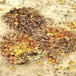 overripe_train (1234).jpg