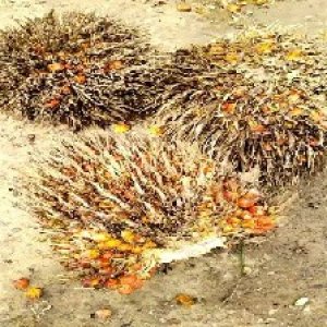 overripe_train (1237).jpg