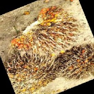 overripe_train (1238).jpg