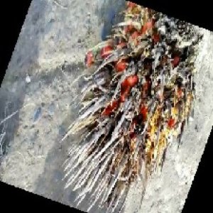 overripe_train (124).jpg