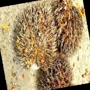 overripe_train (1240).jpg