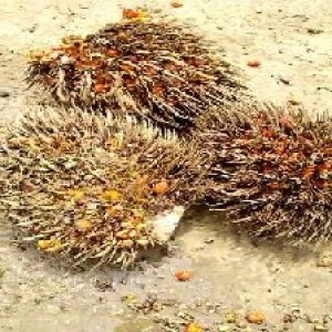 overripe_train (1243).jpg