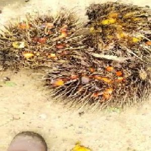 overripe_train (1247).jpg