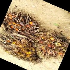 overripe_train (1249).jpg