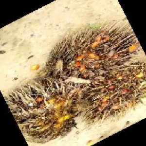 overripe_train (1252).jpg