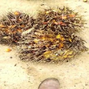 overripe_train (1254).jpg