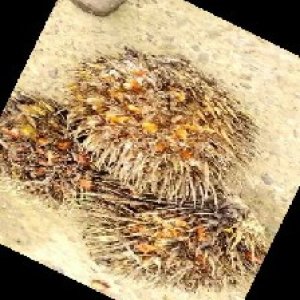 overripe_train (1257).jpg