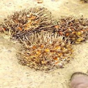 overripe_train (1258).jpg