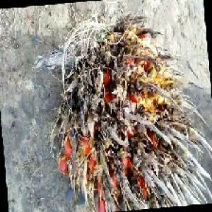 overripe_train (126).jpg