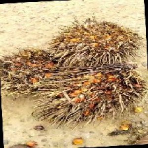 overripe_train (1261).jpg