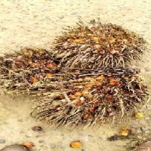 overripe_train (1262).jpg