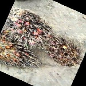 overripe_train (1265).jpg