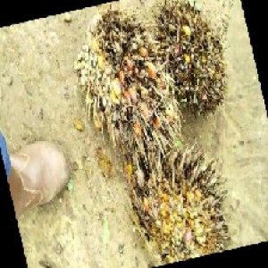 overripe_train (1268).jpg