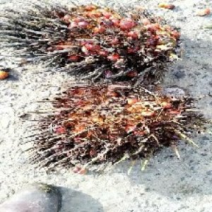 overripe_train (1269).jpg